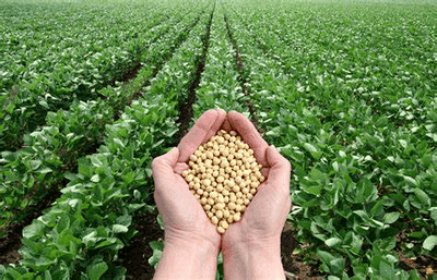 Food & Agriculture